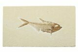 Fossil Fish (Diplomystus) - Wyoming #240360-1
